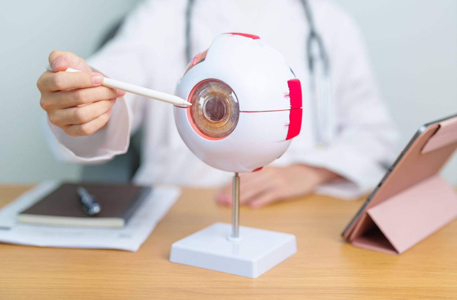 an optometrist is using a model of an eye to explain macular degeneration and whether it is hereditary.