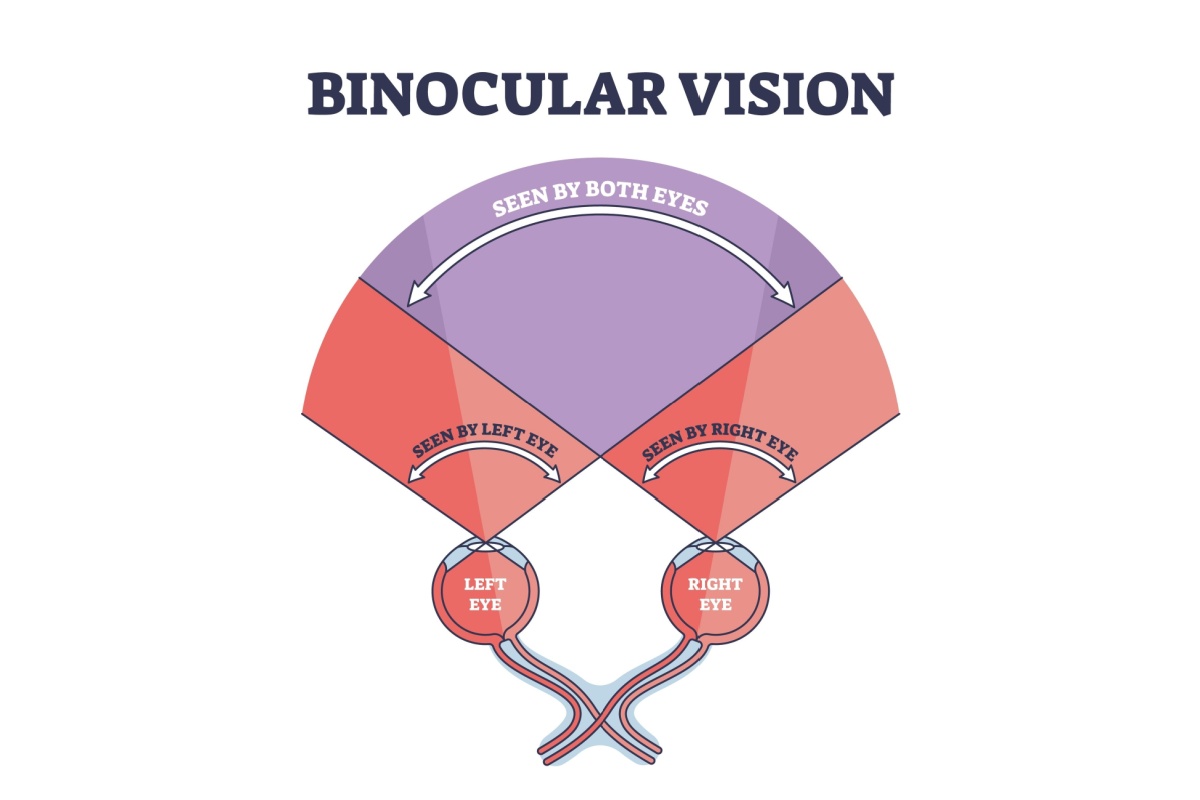 Illustration of field of view of each eye for binocular vision.