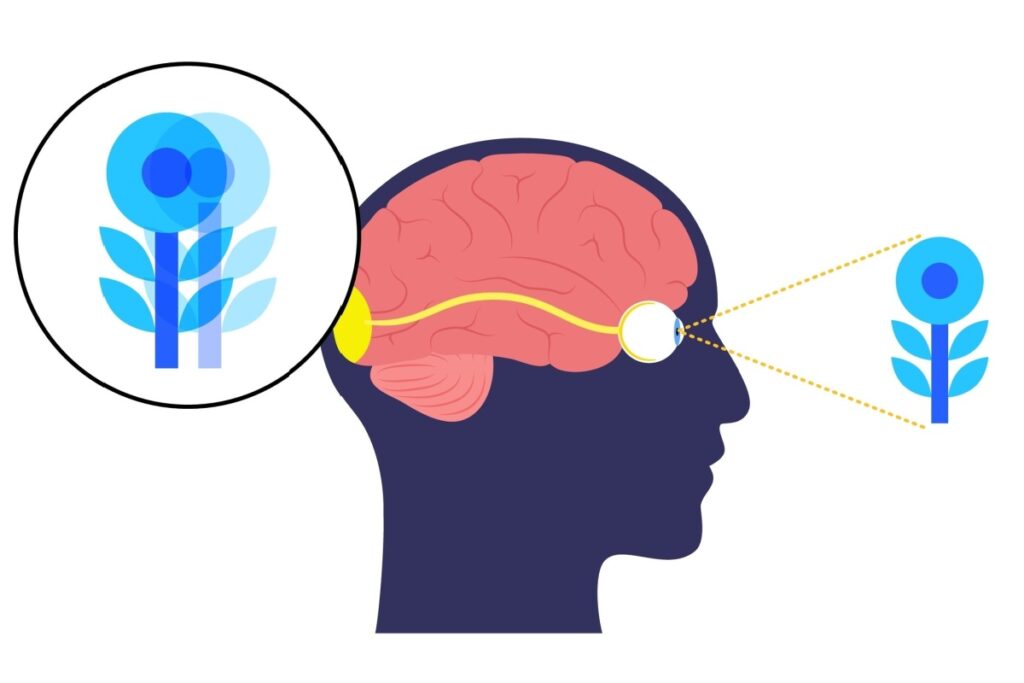 Illustration showing a cross section head with brain seeing a blue flower but having double vision.